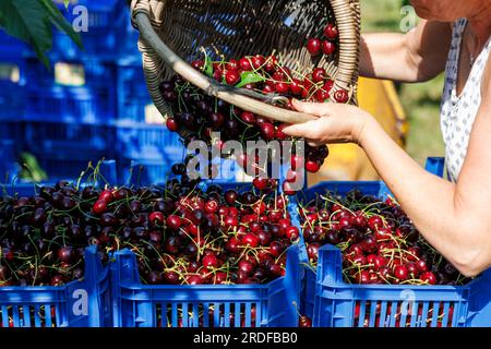 Igensdorf, Deutschland. 19. Juli 2023. Obstbauern füllen frisch gepflückte Kirschen der Sorte Regina aus einem Korb in eine Kiste in einem Obstgarten. Kredit: Daniel Karmann/dpa/Alamy Live News Stockfoto