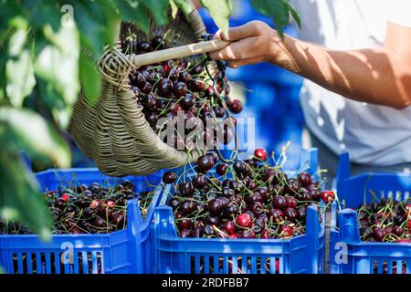 Igensdorf, Deutschland. 19. Juli 2023. Obstbauern füllen frisch gepflückte Kirschen der Sorte Regina aus einem Korb in eine Kiste in einem Obstgarten. Kredit: Daniel Karmann/dpa/Alamy Live News Stockfoto