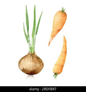 Leuchtend realistischer Zwiebelkopf mit jungen grünen Trieben und Orangenkarotten. Handbemalte Aquarell-Illustration, isoliertes Element auf Hintergrund. Kochen Stockfoto
