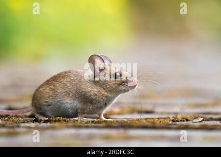 Holzmaus (Apodemus sylvaticus), Hessen, Deutschland Stockfoto