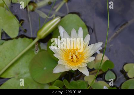 Eine Weißwasserlilie Blume (Nymphaea Odorata) blüht in einem kleinen Teich im Garten, der Blick auf die Blume von oben Stockfoto