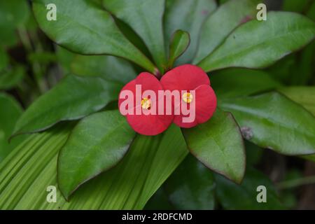 Zwei rote Blüten einer Dornenkrone (Euphorbia Milii) blühten im Garten. In Sri Lanka ist diese Blume bekannt als Mohnblumen Stockfoto