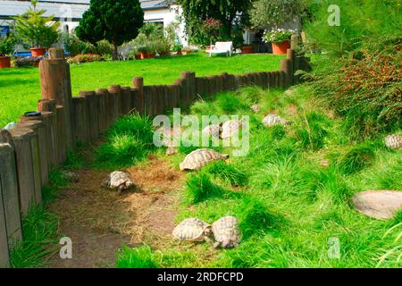 Hermann-Schildkröte (Testudo hermanni) in Gartengehege, griechische Schildkröte, Gehege Stockfoto