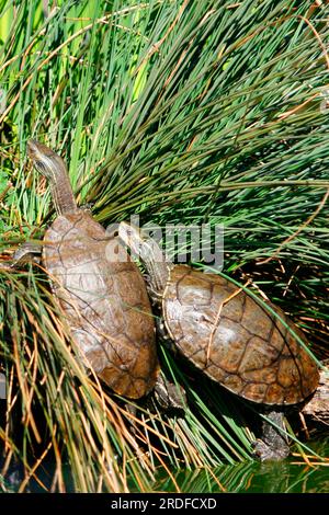 Kaspische Schildkröten (Mauremys caspica rivulata) Stockfoto