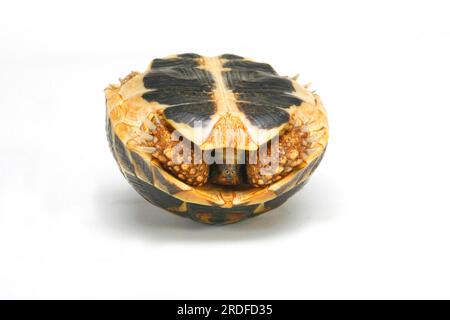 Griechische Schildkröte, die auf ihrem Rücken liegt (Testudo hermanni boettgeri) Stockfoto