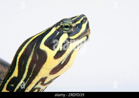 Florida Redbelly Turtle (Chrysemys nelsoni) (Pseudemys rubriventris nelsoni), Red-Bumlied Turtle Stockfoto