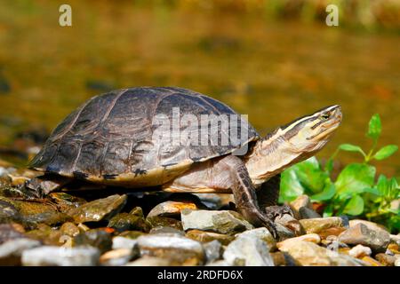 Amboina box Turtle (Cuora Amboinensis) Stockfoto