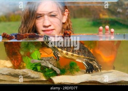 Mädchen, die Gelbwangen-Zierschildkröten im Aquarium beobachten, Gelbwangen-Zierschildkröten (Trachemys scripta scripta) Stockfoto