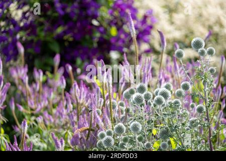 Im Vordergrund steht die ruthenische Globe-Distel Echinops bannaticus Star Frost, fotografiert in Wisley, Surrey UK. Stockfoto