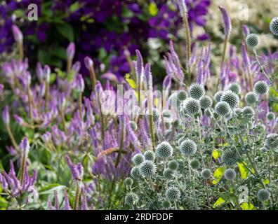 Im Vordergrund steht die ruthenische Globe-Distel Echinops bannaticus Star Frost, fotografiert in Wisley, Surrey UK. Stockfoto