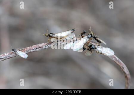 20. Juli 2023. Fliegender Ameisentag. In Hampshire, England, Großbritannien, wurden heute zahlreiche geflügelte Ameisen aus ihren Nestern gesehen. Das ist Lassius niger, die schwarze Gartenameise, die sich auf ihren ersten Hochzeitsflug vorbereitet. Die größeren geflügelten Insekten sind die geschlechtsreifen Königinnen, und die kleineren sind die Männchen. Das Schwärmerverhalten tritt einmal jährlich an einem warmen, ruhigen Tag im Juli oder August auf. Stockfoto