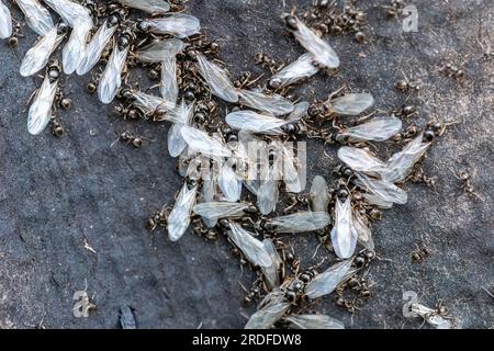 20. Juli 2023. Fliegender Ameisentag. In Hampshire, England, Großbritannien, wurden heute zahlreiche geflügelte Ameisen aus ihren Nestern gesehen. Das ist Lassius niger, die schwarze Gartenameise, die sich auf ihren ersten Hochzeitsflug vorbereitet. Die größeren geflügelten Insekten sind die geschlechtsreifen Königinnen, und die kleineren sind die Männchen. Das Schwärmerverhalten tritt einmal jährlich an einem warmen, ruhigen Tag im Juli oder August auf. Stockfoto