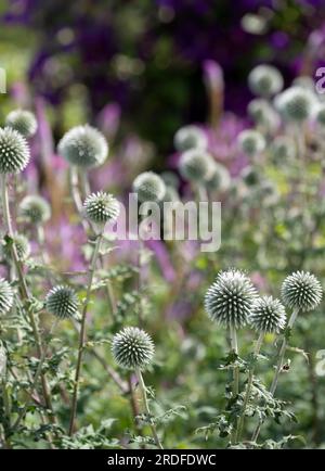 Im Vordergrund steht die ruthenische Globe-Distel Echinops bannaticus Star Frost, fotografiert in Wisley, Surrey UK. Stockfoto