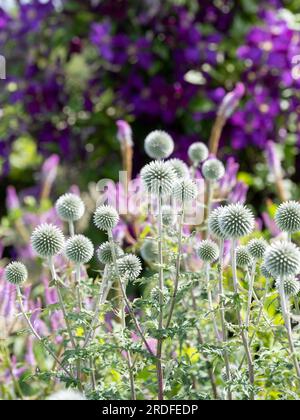 Im Vordergrund steht die ruthenische Globe-Distel Echinops bannaticus Star Frost, fotografiert in Wisley, Surrey UK. Stockfoto