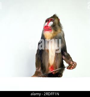 Mandrill Monkey im Studio. Stockfoto