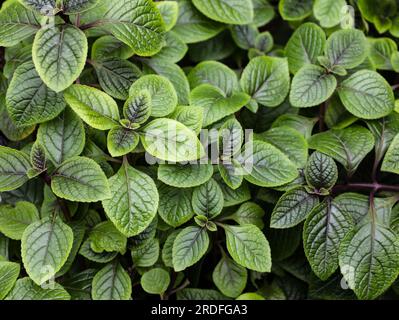 Plectranthus coleoides oder schwedischer Efeu oder schleichende charlie-grüne Pflanze. Der geschwungene plectranthus ist eine Pflanze der Familie Lamiaceae. Hintergrund der Leaves o Stockfoto