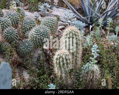 Verschiedene Arten von Kakteen und Sukkulenten im botanischen Garten. Grünkaktien verschiedene Größen und Formen von Hintergrundbildern. Stockfoto