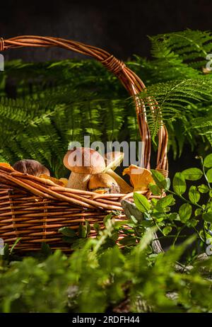 Korb mit Wildpilzen in einem Wald. Porcini-Pilze und Pfifferlinge Stockfoto