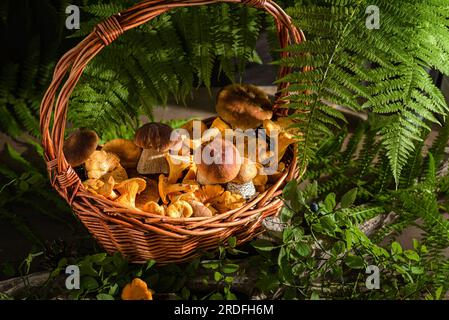 Korb mit Wildpilzen in einem Wald. Porcini-Pilze und Pfifferlinge Stockfoto