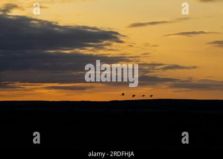 FOTO EINES GEWÖHNLICHEN KRANS IN DER GALLOCANTA-LAGUNE IN TERUEL WÄHREND SEINER WANDERUNG IN DIE NORDISCHEN LÄNDER, AUFGENOMMEN IM FEBRUAR 2023 AUS EINEM VERSTECK Stockfoto