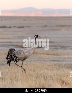 FOTO EINES GEWÖHNLICHEN KRANS IN DER GALLOCANTA-LAGUNE IN TERUEL WÄHREND SEINER WANDERUNG IN DIE NORDISCHEN LÄNDER, AUFGENOMMEN IM FEBRUAR 2023 AUS EINEM VERSTECK Stockfoto