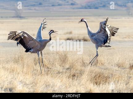 FOTO EINES GEWÖHNLICHEN KRANS IN DER GALLOCANTA-LAGUNE IN TERUEL WÄHREND SEINER WANDERUNG IN DIE NORDISCHEN LÄNDER, AUFGENOMMEN IM FEBRUAR 2023 AUS EINEM VERSTECK Stockfoto