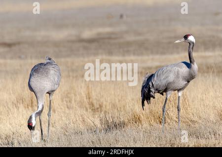 FOTO EINES GEWÖHNLICHEN KRANS IN DER GALLOCANTA-LAGUNE IN TERUEL WÄHREND SEINER WANDERUNG IN DIE NORDISCHEN LÄNDER, AUFGENOMMEN IM FEBRUAR 2023 AUS EINEM VERSTECK Stockfoto