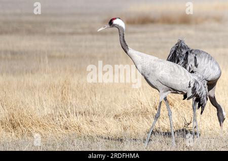 FOTO EINES GEWÖHNLICHEN KRANS IN DER GALLOCANTA-LAGUNE IN TERUEL WÄHREND SEINER WANDERUNG IN DIE NORDISCHEN LÄNDER, AUFGENOMMEN IM FEBRUAR 2023 AUS EINEM VERSTECK Stockfoto