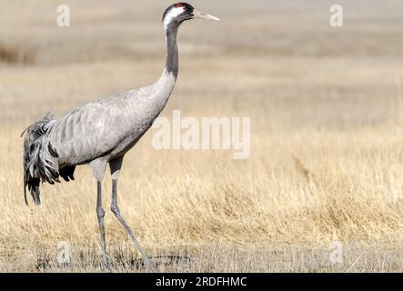 FOTO EINES GEWÖHNLICHEN KRANS IN DER GALLOCANTA-LAGUNE IN TERUEL WÄHREND SEINER WANDERUNG IN DIE NORDISCHEN LÄNDER, AUFGENOMMEN IM FEBRUAR 2023 AUS EINEM VERSTECK Stockfoto