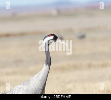 FOTO EINES GEWÖHNLICHEN KRANS IN DER GALLOCANTA-LAGUNE IN TERUEL WÄHREND SEINER WANDERUNG IN DIE NORDISCHEN LÄNDER, AUFGENOMMEN IM FEBRUAR 2023 AUS EINEM VERSTECK Stockfoto