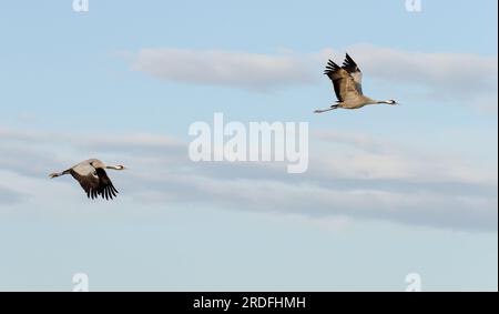 FOTO EINES GEWÖHNLICHEN KRANS IN DER GALLOCANTA-LAGUNE IN TERUEL WÄHREND SEINER WANDERUNG IN DIE NORDISCHEN LÄNDER, AUFGENOMMEN IM FEBRUAR 2023 AUS EINEM VERSTECK Stockfoto