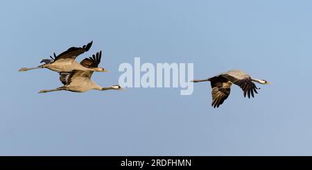 FOTO EINES GEWÖHNLICHEN KRANS IN DER GALLOCANTA-LAGUNE IN TERUEL WÄHREND SEINER WANDERUNG IN DIE NORDISCHEN LÄNDER, AUFGENOMMEN IM FEBRUAR 2023 AUS EINEM VERSTECK Stockfoto