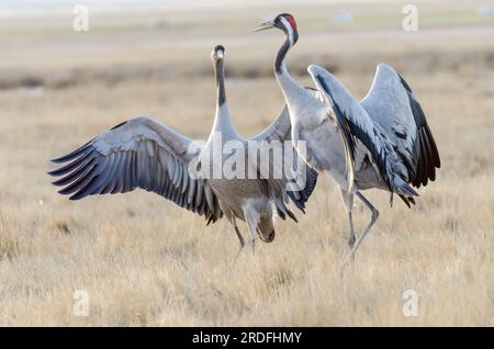 FOTO EINES GEWÖHNLICHEN KRANS IN DER GALLOCANTA-LAGUNE IN TERUEL WÄHREND SEINER WANDERUNG IN DIE NORDISCHEN LÄNDER, AUFGENOMMEN IM FEBRUAR 2023 AUS EINEM VERSTECK Stockfoto