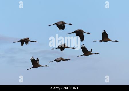 FOTO EINES GEWÖHNLICHEN KRANS IN DER GALLOCANTA-LAGUNE IN TERUEL WÄHREND SEINER WANDERUNG IN DIE NORDISCHEN LÄNDER, AUFGENOMMEN IM FEBRUAR 2023 AUS EINEM VERSTECK Stockfoto