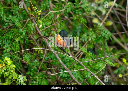 Ein männlicher Green Kingfisher, Chloroceryle americana, im Crooked Tree Wildlife Sanctuary in Belize. Stockfoto