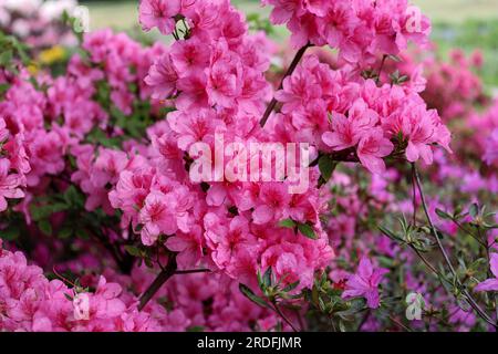 Üppiger Azaleenbusch während der Blüte im Sommer im Park. Großer Busch rosa Azaleen auf dem Hof. Das Schöne Rhododendron. Frühling im botanischen Garten. Stockfoto