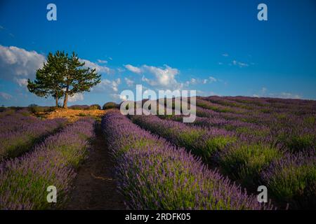 FOTO DER BLÜTE DER LAVENDELFELDER IN BRIHUEGA (GUADALAJARA) IM JULI 2023 Stockfoto