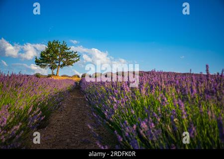 FOTO DER BLÜTE DER LAVENDELFELDER IN BRIHUEGA (GUADALAJARA) IM JULI 2023 Stockfoto