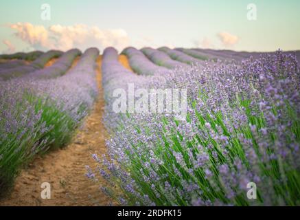 FOTO DER BLÜTE DER LAVENDELFELDER IN BRIHUEGA (GUADALAJARA) IM JULI 2023 Stockfoto