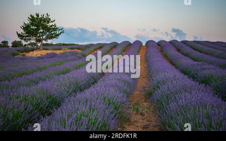 FOTO DER BLÜTE DER LAVENDELFELDER IN BRIHUEGA (GUADALAJARA) IM JULI 2023 Stockfoto