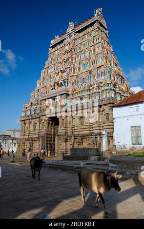 Ost-Gopuram-Turm im Thillai-Nataraja-Tempel, Chidambaram, Tamil Nadu, Südindien, Indien, Asien Stockfoto