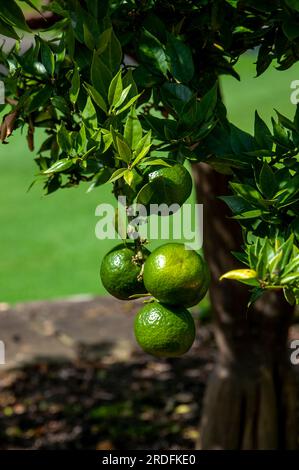 Sydney Australien, unreife Frucht eines Citris X aurantium myrtifolia oder Chinotto-Orangenbaums Stockfoto