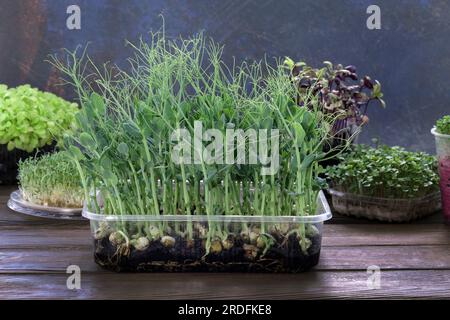 Erbsen-Microgreens in einem Kunststoffbehälter. Mikrogrün zu Hause anbauen. Junge Erbsensprossen aus der Nahaufnahme. Vegetarisches Essen, gesunde Supernahrung. Kultivierung Stockfoto