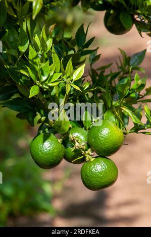 Sydney Australien, unreife Frucht eines Citris X aurantium myrtifolia oder Chinotto-Orangenbaums Stockfoto