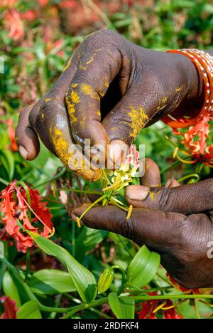 Ein qualifizierter Bauernarbeiter befruchtet (Gloriosa superba Linn) Malabar Glory Lilie Flamme Lilie, kletternde Lilie, Tamil Nadu, Südindien Stockfoto