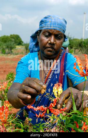 Ein qualifizierter Landarbeiter macht die Handbestäubung in (Gloriosa superba Linn) Malabar Glory Lilie Flamme Lilie, Kletterlilie, Tamil Nadu, Südindien Stockfoto