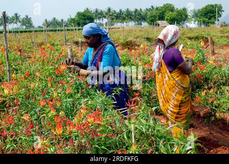 Ein qualifizierter Bauernarbeiter befruchtet (Gloriosa superba Linn) Malabar Glory Lilie Flamme Lilie, kletternde Lilie, Tamil Nadu, Südindien Stockfoto