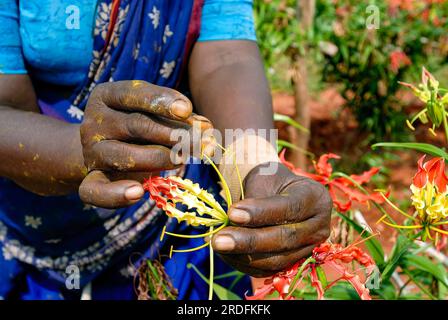 Ein qualifizierter Landarbeiter macht die Handbestäubung in (Gloriosa superba Linn) Malabar Glory Lilie Flamme Lilie, Kletterlilie, Tamil Nadu, Südindien Stockfoto