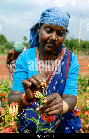 Ein qualifizierter Landarbeiter macht die Handbestäubung in (Gloriosa superba Linn) Malabar Glory Lilie Flamme Lilie, Kletterlilie, Tamil Nadu, Südindien Stockfoto