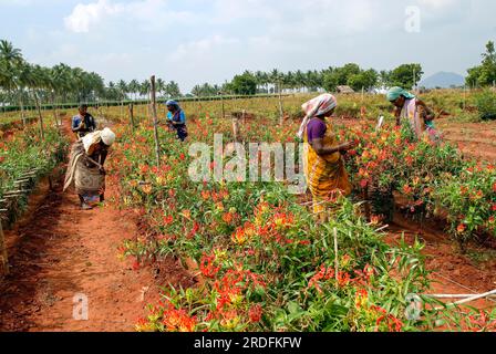 Ein qualifizierter Bauernarbeiter befruchtet (Gloriosa superba Linn) Malabar Glory Lilie Flamme Lilie, kletternde Lilie, Tamil Nadu, Südindien Stockfoto